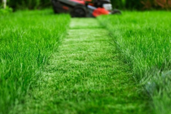 what-you-need-to-know-when-not-to-cut-grass-and-when-to-cut-it-1080x675 1